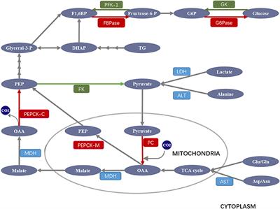 Unraveling the Regulation of Hepatic Gluconeogenesis